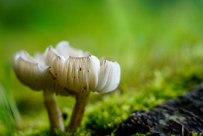 Close-up of mushroom growing on field