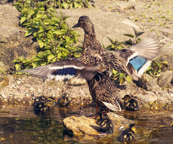 Ducks in a lake