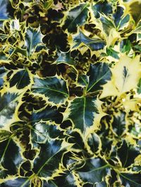 Full frame shot of plants