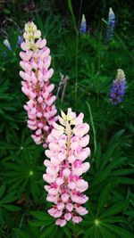 Close-up of pink flowering plant