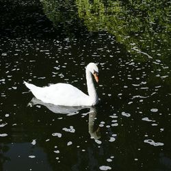 Swan swimming in lake