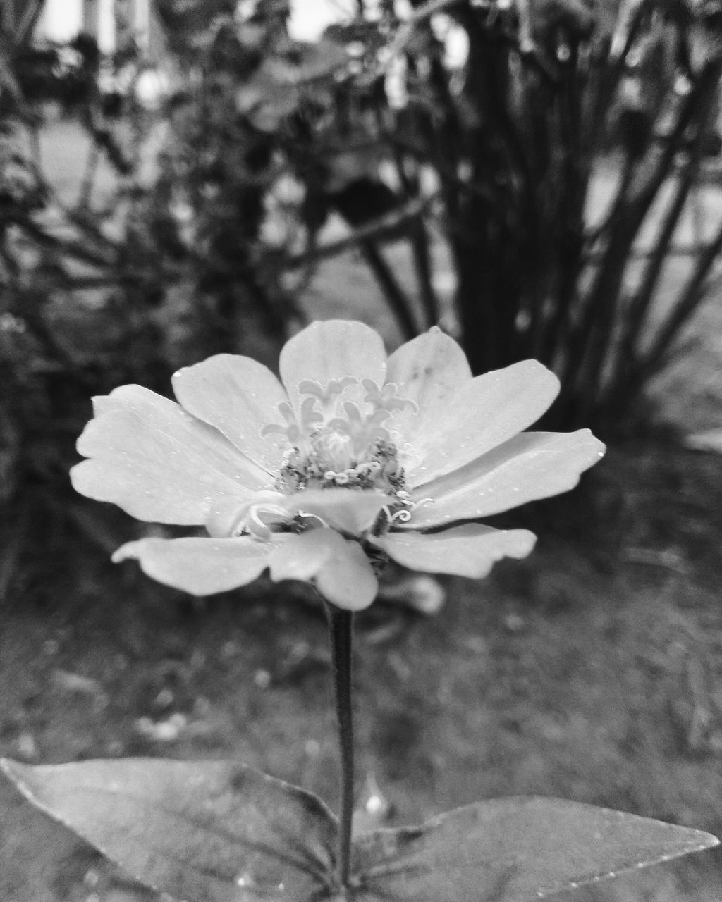 CLOSE-UP OF FLOWER BLOOMING