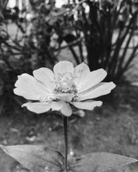 Close-up of flower blooming outdoors