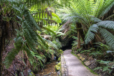 Footpath amidst palm trees in forest