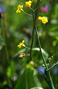 Close-up of bee pollinating on yellow flower