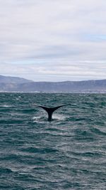 View of horse in sea