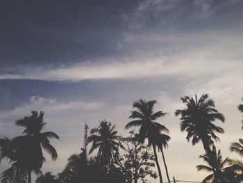 Low angle view of palm trees against sky