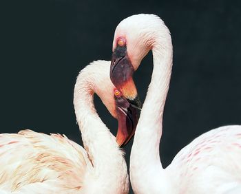 Close-up of swan in lake