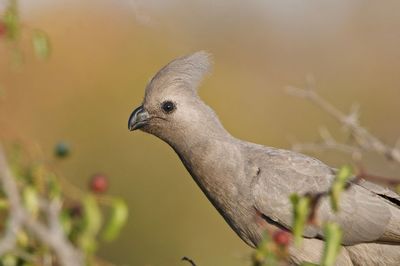 Close-up of pigeon perching on branch