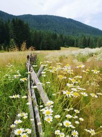 Scenic view of grassy field by mountains against sky