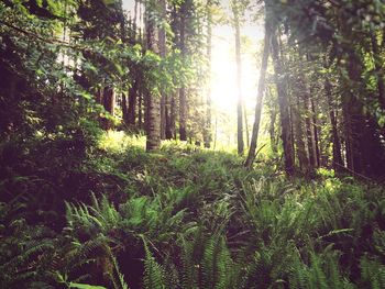 Sun shining through trees in forest