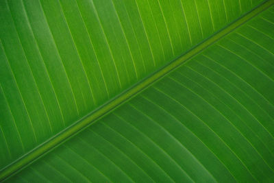 Full frame shot of palm leaf