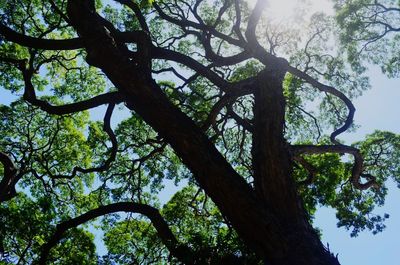 Low angle view of tree in forest against sky