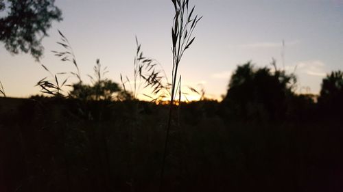 Close-up of silhouette plants at sunset