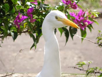 Close-up of a bird on white flower