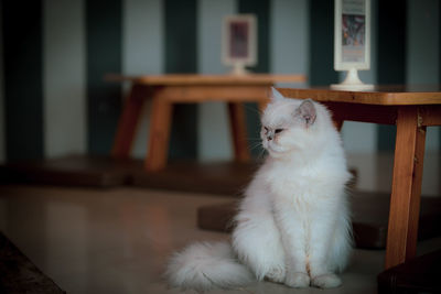White cat sitting on table at home