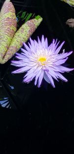 Close-up of purple flower floating on water