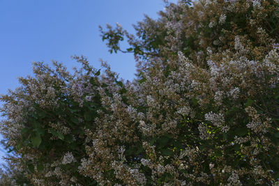 Low angle view of flowering plants against clear sky