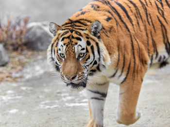 Close-up of tiger in water