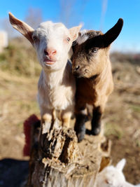 Close-up of two cats on field