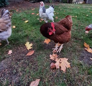 domestic animals