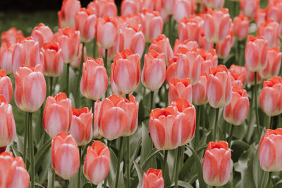 Close-up of pink tulips on field