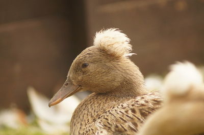 Close-up of bird
