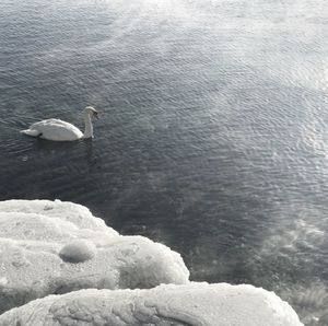High angle view of swan swimming on lake