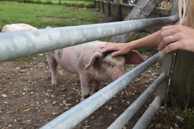 Close-up of a piglet being petted 