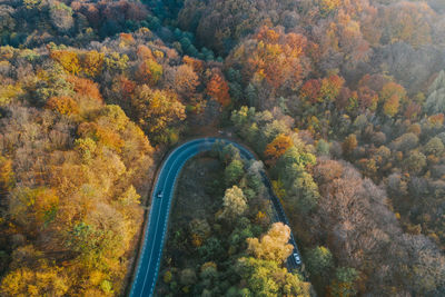 Aerial view of winding road amidst trees in forest