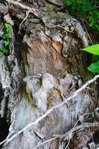 High angle view of moss on tree trunk