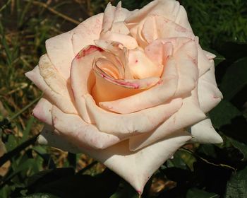 Close-up of rose