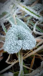 Close-up of frozen plants during winter