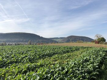 Scenic view of field against sky