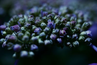 Close-up of purple flowering plant