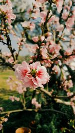 Close-up of pink flowers on tree