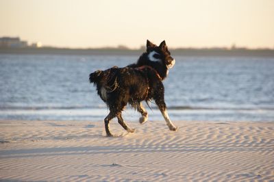 Close-up of dog running on beach