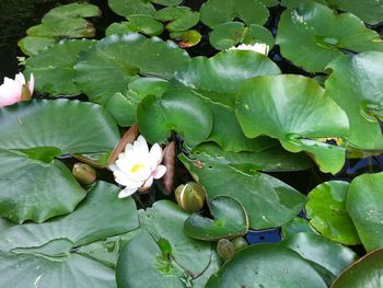 High angle view of flowering plant leaves in water