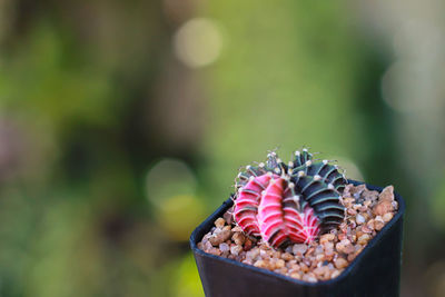Close-up of succulent plant