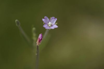 Close-up of purple flowers