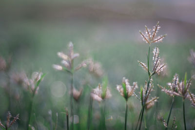 Close-up of flowering plants on field