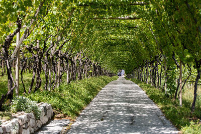 Rear view of person walking on footpath amidst trees in forest