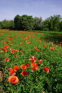 Close-up of poppies blooming on field against sky