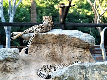 View of a cat on rock