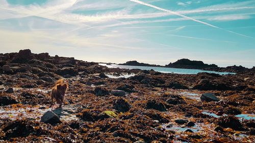 Dog on rock against sky during sunset