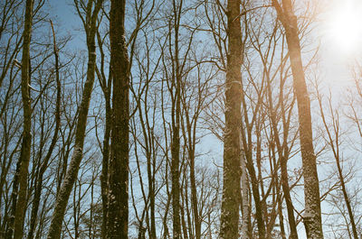 Low angle view of trees in forest against sky