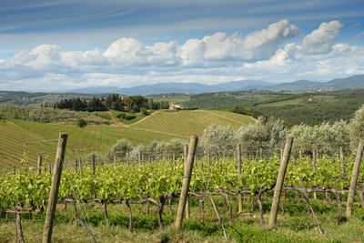 Scenic view of vineyard against sky