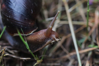 snails and slugs