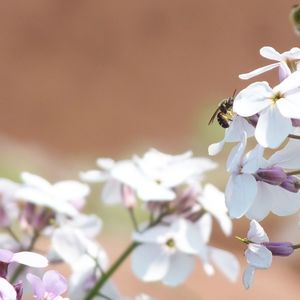 Close-up of bee pollinating flower