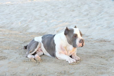 High angle view of dog relaxing on sand at beach